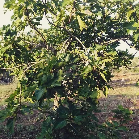 Σπίτι διακοπών A Casa Di Clio Ceglie Messapica