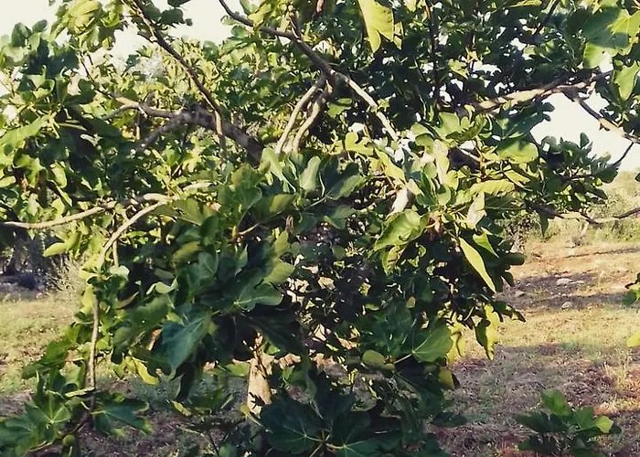 Nyaraló A Casa Di Clio Ceglie Messapica