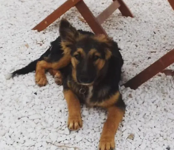 A Casa Di Clio * Ceglie Messapica